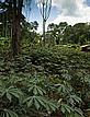 Cassava plantation and Londo village, East province, Cameroon - (c) Brent Stirton/ Getty Images/ WWF-UK Cassava plantation and Londo village, East province, Cameroon