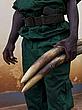 Ranger holding seized ivory with seized guns in background, outside WWF office in Yokadouma, East province, Cameroon - (c) Brent Stirton/ Getty Images/ WWF-UK Ranger holding seized ivory with seized guns in background, outside WWF office in Yokadouma, East province, Cameroon