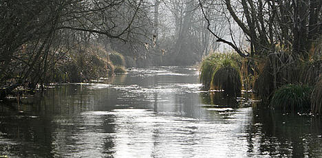 Morning on the river Itchin