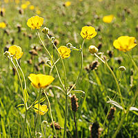 Wild flowers in a field, UK