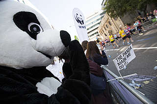 Team Panda support - Copyright Tristan Fewings Team Panda support