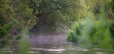 Morning on the river Kennet