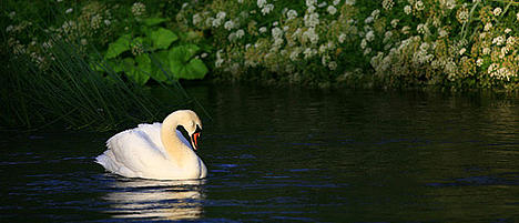 A swan on the river Kennet