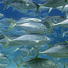 A school of fish in the waters off Mafia Island, Tanzania, East Africa.