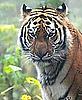 Amer tiger, Russia © WWF-Canon / Vladimir FILONOV - © WWF-Canon / Vladimir FILONOV Amer tiger, Russia © WWF-Canon / Vladimir FILONOV