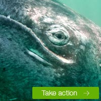Help protect the western gray whale