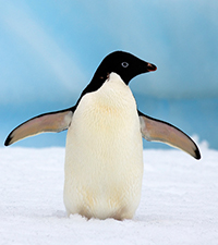 penguin