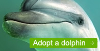 Adopt a dolphin