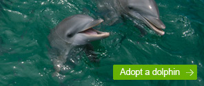 Adopt a Dolphin