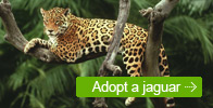 Adopt a jaguar