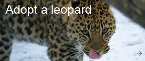 Adopt a leopard - Amur leopard