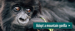 Adopt a mountain gorilla