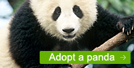 Adopt a Panda