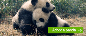 Adopt a Panda