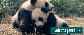 Adopt a panda