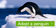 Adopt a Penguin