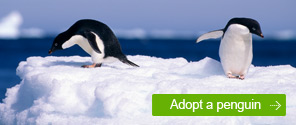 Adopt a Penguin © WWF Adopt a Penguin
