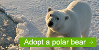 Adopt a Polar Bear