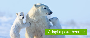 Adopt a Polar Bear © WWF Adopt a Polar Bear