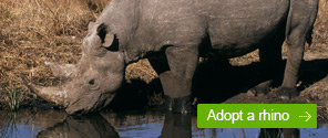 Adopt a Rhino © WWF Adopt a Rhino
