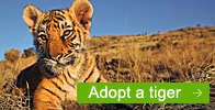 Adopt a Tiger