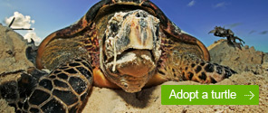 Adopt a Turtle
