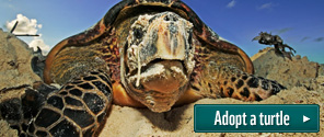 Adopt a turtle
