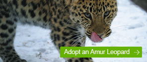 Adopt an Amur Leopard