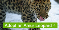 Adopt an Amur Leopard