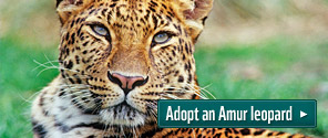 Adopt an Amur leopard © David Lawson / WWF-UK Adopt an Amur leopard