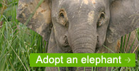 Adopt an Elephant