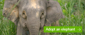 Adopt an Elephant