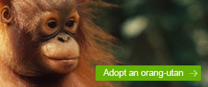Adopt an orang-utan