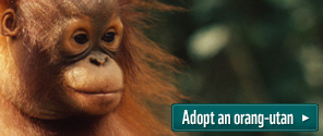 Adopt an orang-utan