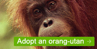 Adopt an orang-utan