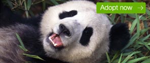 Adopt banner