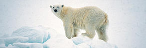 Polar bear
