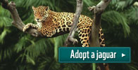 Adopt a jaguar