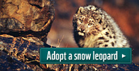 Adopt a snow leopard
