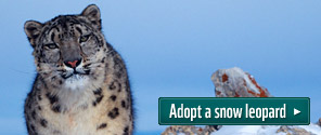 Adopt a snow leopard