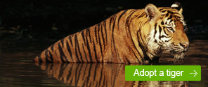 Adopt a Tiger © WWF Adopt a Tiger