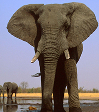 african elephants