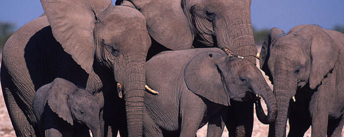 African savanna elephant African savanna elephant