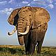 © WWF-UK / Brent Stirton / Getty Images African elephant African elephant © WWF-UK / Brent Stirton / Getty Images