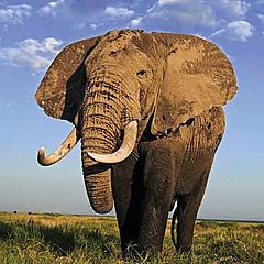 African elephant © WWF-UK / Brent Stirton / Getty Images