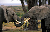 Two young African elephant bulls play fighting, Amboseli National Park, Kenya - © Martin Harvey / WWF-Canon Two young African elephant bulls play fighting, Amboseli National Park, Kenya