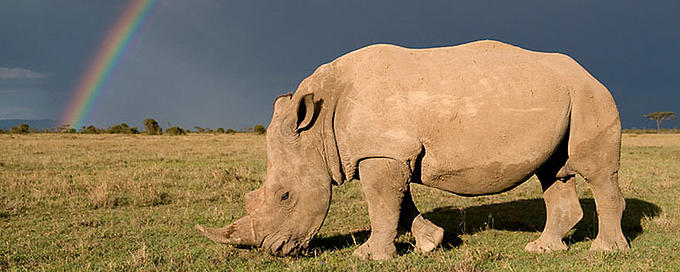 Southern white rhinoceros with rainbow and storm clouds, Kenya
Southern white rhinoceros with rainbow and storm clouds, Kenya