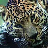 Amur leopard