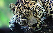 Amur leopard