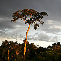 A tree in the Amazon rainforest
